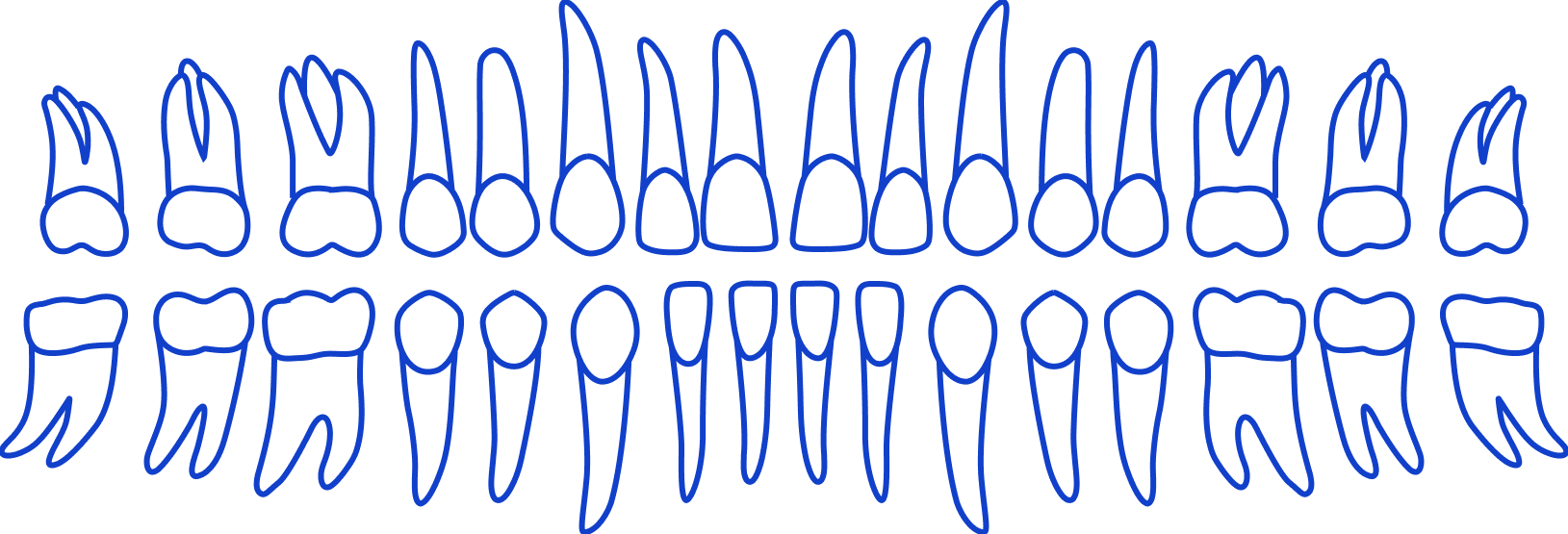 TeethLayout_Outlines